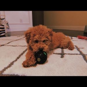 Meet your Posher, Addisyn